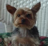 My Dog Cory
